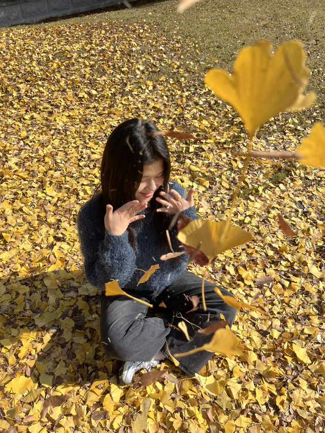 경주 은행나무 포토존 유적지 경주 은행나무 포토존 유적지