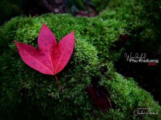 "Wonderful Phu Kladueng"  🍁🍁