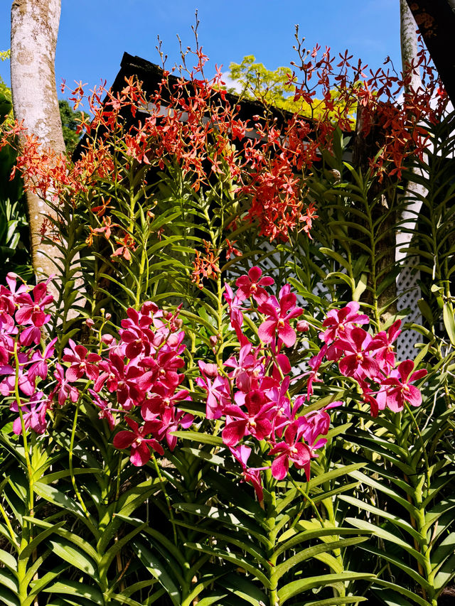 A Must-Visit: The National Orchid Garden 🌸