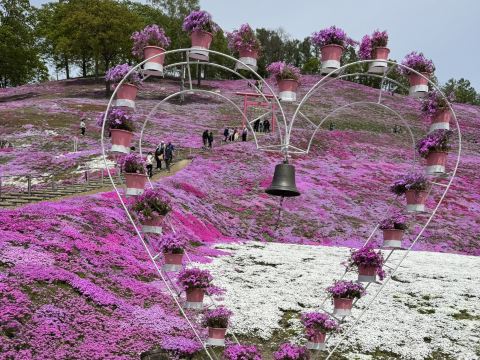 🌸北海道・東藻琴芝桜公園：夢のようなピンク色の花の海 | Trip.com 大空町