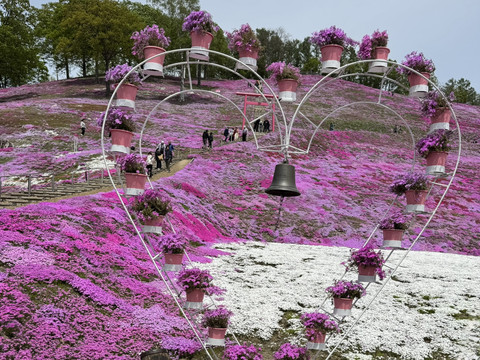 🌸北海道・東藻琴芝桜公園：夢のようなピンク色の花の海 | Trip.com 大空町