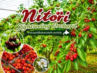 Nitori Sightseeing Orchard

        ฟาร์มผลไม้ชื่อดังแห่งเมืองโยอิจิ (Yoichi) ฮอกไกโด ที่เปิดโอกาสให้เดินชมสวนและเก็บผลไม้สดจากต้นตามฤดูกาล โดยเฉพาะ เชอร์รี่ ที่หวาน กรอบ ฉ่ำน้ำ สดใหม่แบบเพิ่งเด็ดจากต้น นอกจากนี้ยังมีสตรอว์เบอร์รี องุ่น แอปเปิล ลูกแพร์ และผลไม้อื่น ๆ ตามฤดูกาล ภายในสวนกว้างขวาง เดินสบาย บรรยากาศร่มรื่น เหมาะทั้งสายถ่ายรูปและคนรักผลไม้ รับรองว่าเป็นอีกหนึ่งแลนด์มาร์กที่ไม่ควรพลาดเมื่อมาเที่ยวฮอกไกโดช่วงฤดูร้อน

#NitoriSightseeingOrchardhard #NitoriOrchard #Yoichi #Hokkaido #CherryPicking #CherryFarm #FruitPicking #JapanTravel #เที่ยวญี่ปุ่น #ฮอกไกโด #สวนเชอร์รี่ #เก็บเชอร์รี่ #ผลไม้ญี่ปุ่น #นักรบตะวันออก