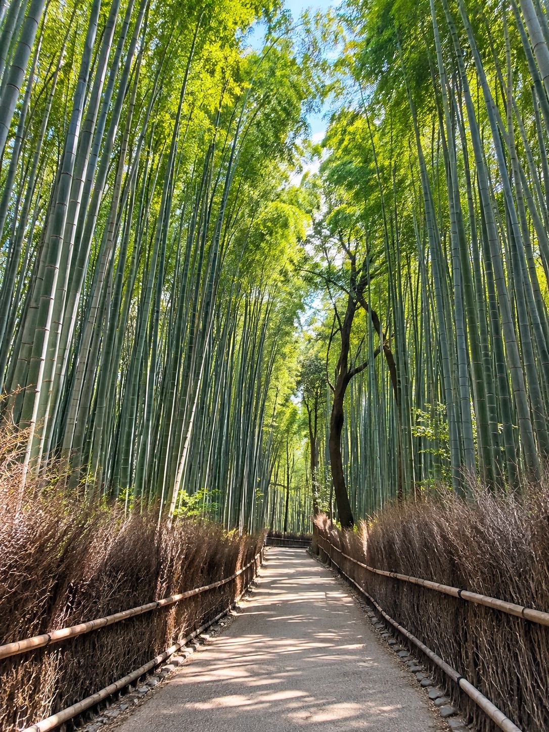 🎋💚 Arashiyama Bamboo Forest, Kyoto, Japan 🇯🇵