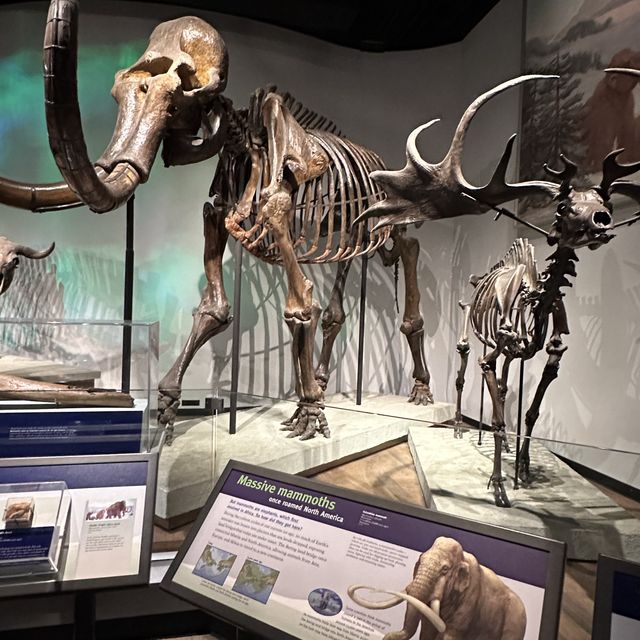 1 of the biggest museum🦖🦕
