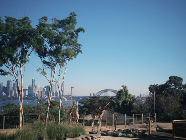 Taronga Zoo Sydney