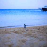 Hurghada rent