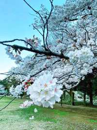 東京《都立砧公園》🌸激罕🌸超大櫻花樹🌸