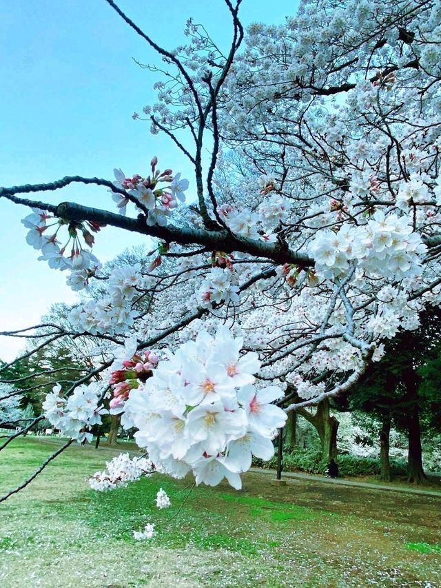 東京《都立砧公園》🌸激罕🌸超大櫻花樹🌸