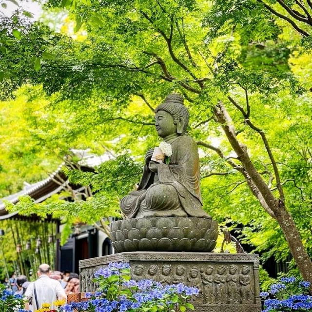 《長谷寺》💐著名的繡球花花園💐鎌倉最古老的寺廟之一