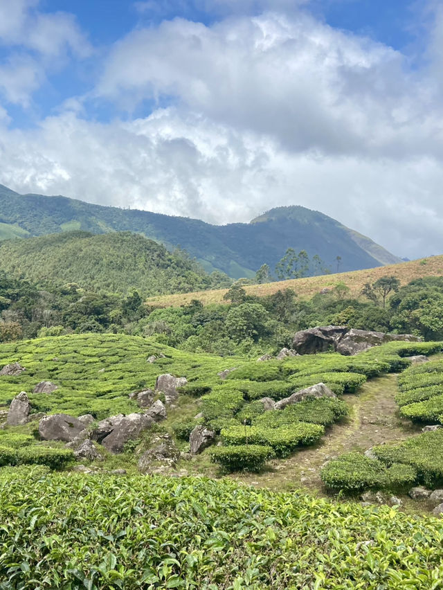 A Walk Through Paradise