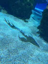 Review on Musée Océanographique, Monaco (Should or should not visit?)