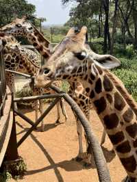 Giraffe Centre – Kisses from the Tallest Locals 🦒