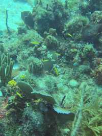Diving Guide Bayahibe 🇩🇴