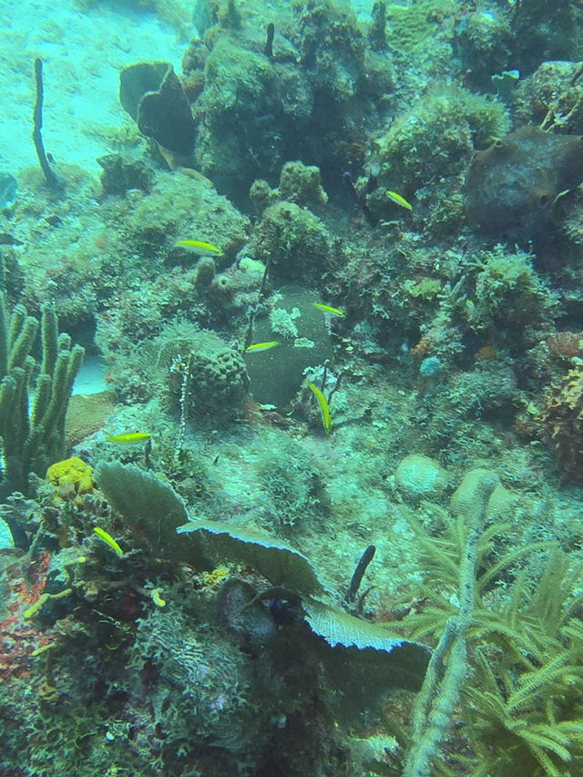 Full diving guide @Bayahibe 🇩🇴