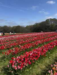 Tulleys Tulip Fest - England 