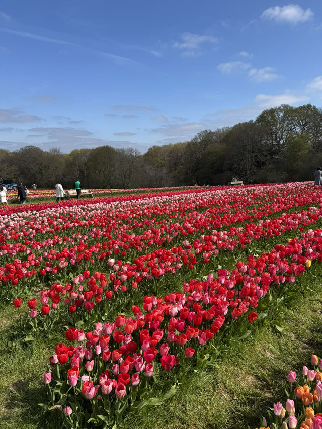 Tulleys Tulip Fest - England 
