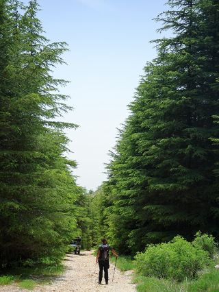 Al Shouf Cedar Reserve: Where Ancient Forests Whisper Legends