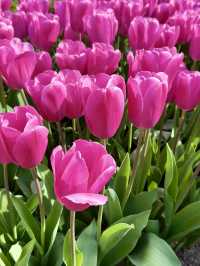 From Tulip Beds to Cliffside Views