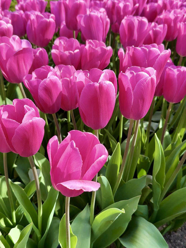 From Tulip Beds to Cliffside Views