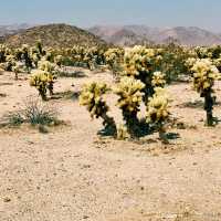 🚗 Transportation Tips for Visiting Joshua Tree National Park