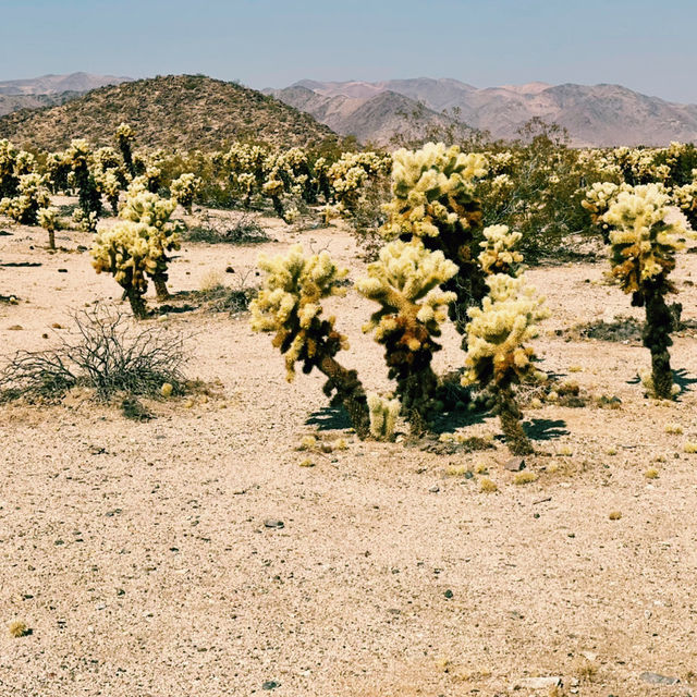 🚗 Transportation Tips for Visiting Joshua Tree National Park