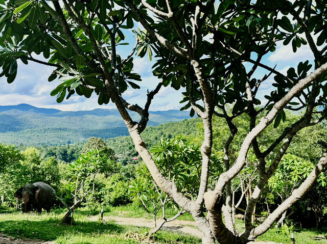 🐘 Morning Trumpets & Mud Baths – Life at Chai Lai Orchid 🌿