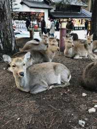 Nara Park in Winter 🦌❄️☃️