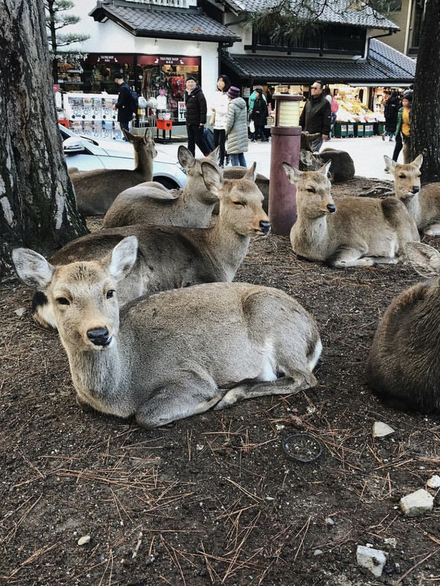 Nara Park in Winter 🦌❄️☃️