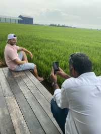 Paddy Fields Review: Discover the Rice Fields of Sekinchan, Malaysia