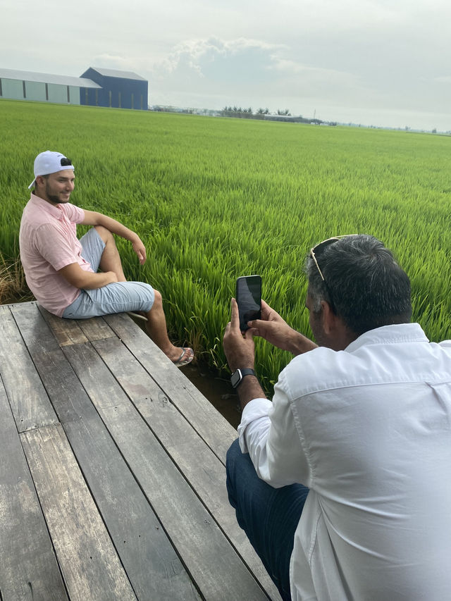 Paddy Fields Review: Discover the Rice Fields of Sekinchan, Malaysia