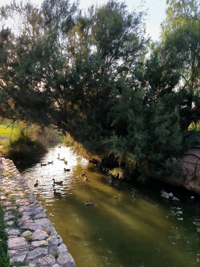 Turtles, Birds & Sunshine at Cabecera Park 🐢🦆🌿