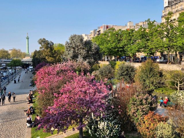 🌸 Paris in Bloom: Why You Need to Visit During Cherry Blossom Season 🇫🇷✨ 🌸 Paris in Bloom: Why You Need to Visit During Cherry Blossom Season 🇫🇷✨