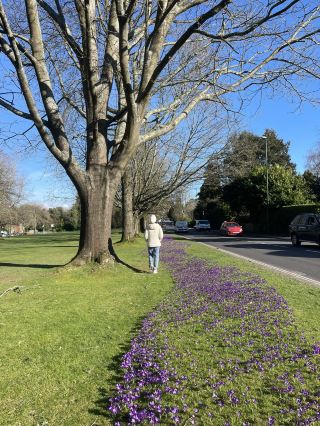 In the heart of West Sussex, where the pace slows down just enough for you to notice the little things, Haywards Heath feels like one of those quiet English towns that gently surprises you. 🌿 Surrounded by rolling countryside, golden fields, and tree-lined paths, it’s the kind of place where mornings begin with fresh air and evenings end with soft skies.

Just a short journey away lies the breathtaking landscape of the South Downs National Park, where endless walking trails, chalk hills, and panoramic viewpoints make every step feel like a postcard moment. Whether you’re chasing sunrise views or simply wandering without a plan, this stretch of England feels like pure calm stitched into nature.

A must-visit nearby is Wakehurst, the wild botanic garden that changes beautifully with every season. Not far off, Nymans Garden offers romantic ruins, blooming gardens, and storybook-like corners perfect for slow afternoons. And if you’re in the mood for lakeside reflections and heritage charm, Sheffield Park and Garden is just the place to wander and pause.

Haywards Heath itself is the perfect base—calm, connected, and quietly beautiful. It’s not about big attractions here, but about the experience between places: the train rides through countryside views, the café stops after a long walk, and the feeling of being close enough to everything while still wrapped in peace.

A little corner of West Sussex that reminds you—sometimes the best destinations aren’t loud, they’re softly unforgettable. 🌿