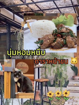 โดนตกสองต่อ! ทั้งเนื้อสุดพรีเมียมและดาราหน้าขน 🐱✨