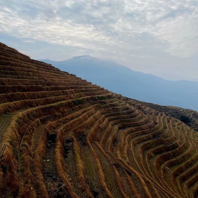 Longji Dragon’s Rice Terraces 🐉 