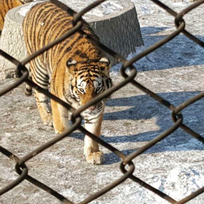 Siberian Tiger Park in Harbin 🇨🇳