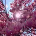 Jasper_2_Winterbourne_17