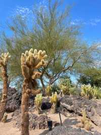 Las Vegas - Cactus Botanical Garden
