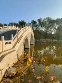 擁有森林棧道的天津免費公園