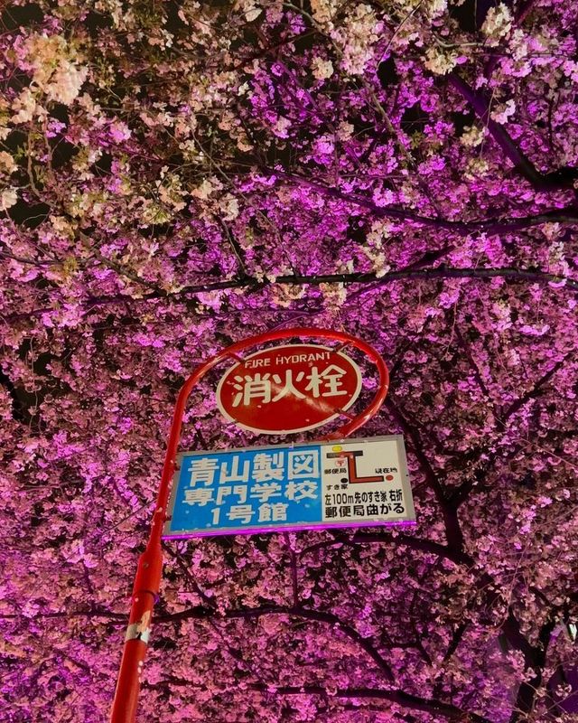 東京の桜スポット🌸 昼夜の魅力が溢れる