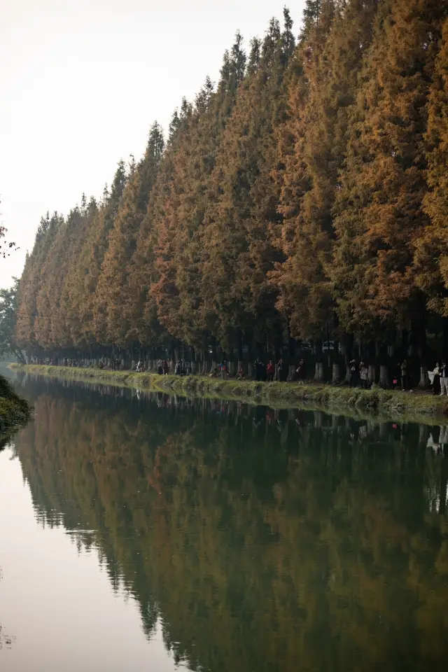 成都超美小眾地鐵直達水杉林，升仙湖公園