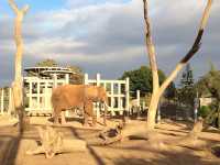 如何玩轉聖地牙哥野生動物園，景點介紹和遊玩指南