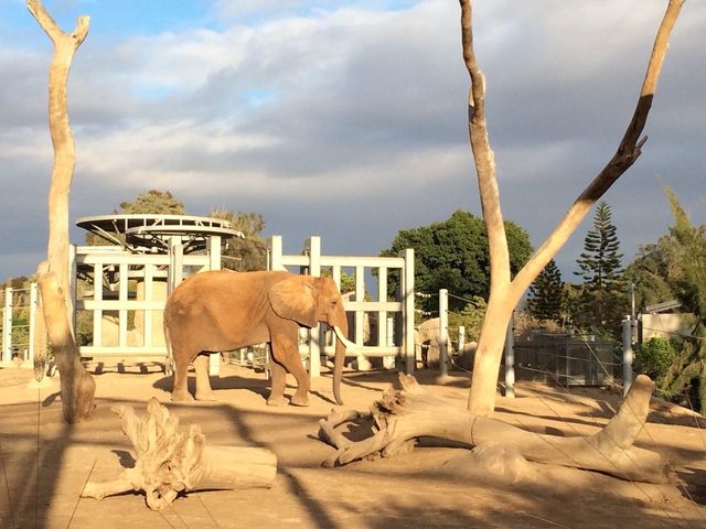 如何玩轉聖地牙哥野生動物園，景點介紹和遊玩指南