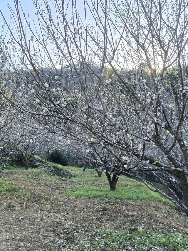 廣州石門國家森林公園賞梅正當時