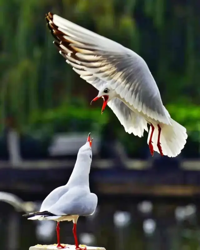 Guide to Watching Seagulls at Dianchi Lake in Kunming: A Winter Encounter Dancing with Red-billed Gulls
