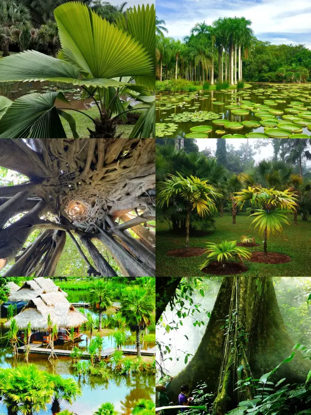 Xishuangbanna Tropical Botanical Garden: Explore the wonderful green world