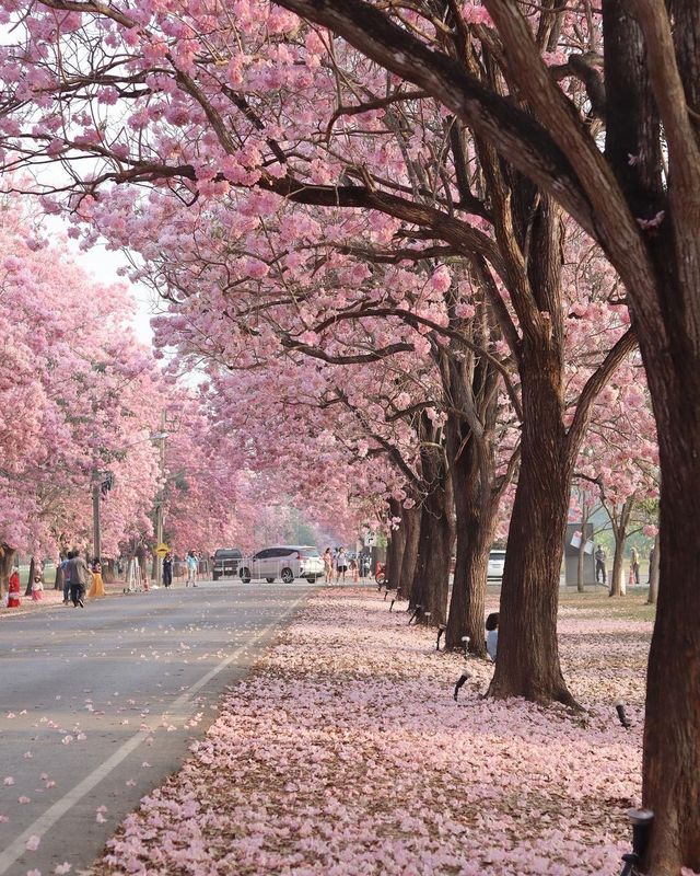 ชมพูพันธุ์ทิพย์กำแพงแสน 🌸✨🫶🏻🌸