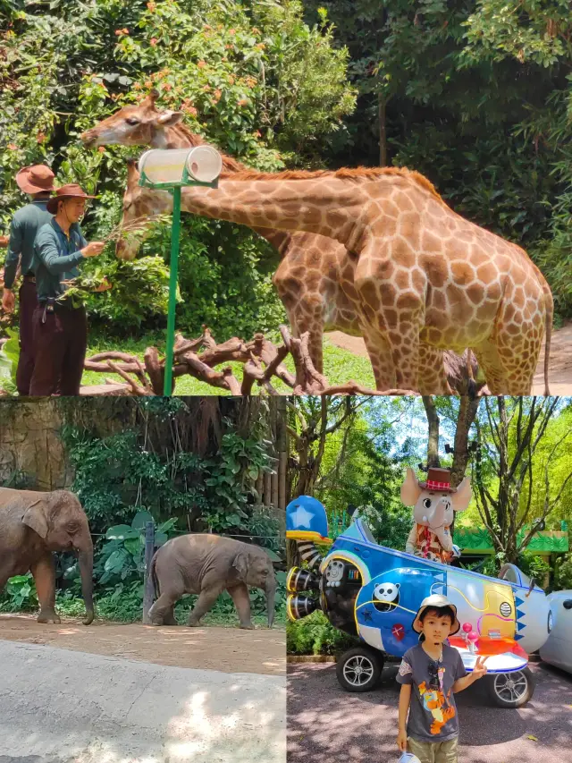 Chimelong Zoo Summer Time and Energy Saving Parent-Child Tour Guide