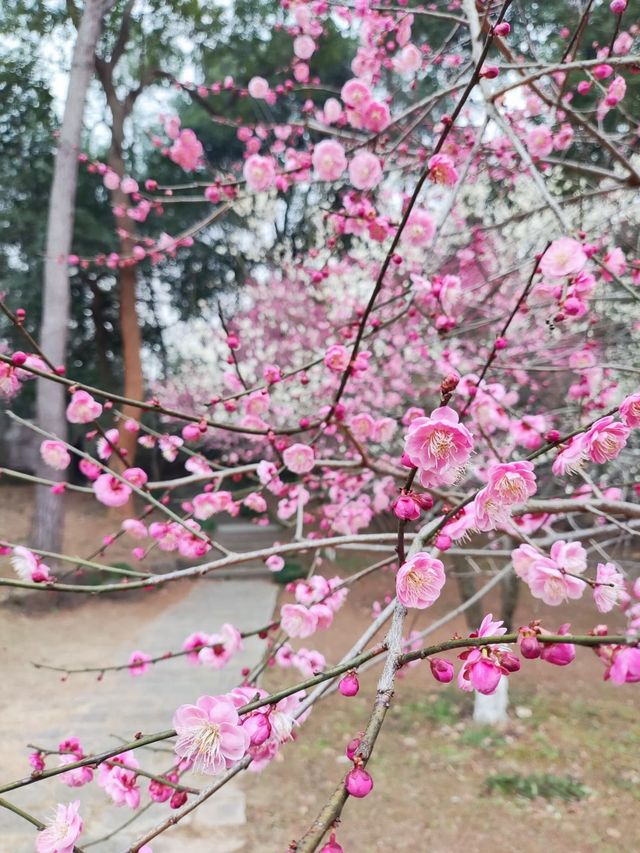 2024年杭州梅花盛開｜分享一個美麗的花地