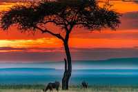 【馬賽馬拉國家公園】-- 非洲的心臟